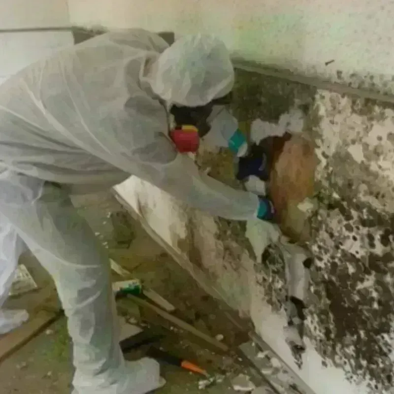 Mold Remediation and Removal in Bennington, NE